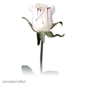 A True Rose - a white rose that i love 