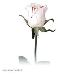 A True Rose - a white rose that i love