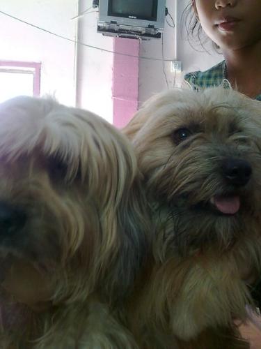 bambi and kiki - Two of the four dogs I have