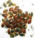 These are very nasty bugs - bed bugs are gross