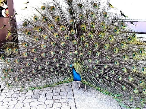 peacock dance - a peacock dancing on road