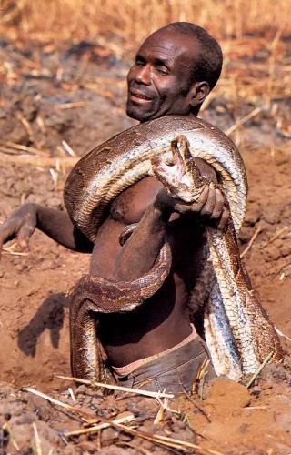rare snake - catch rare snake