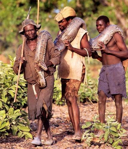 rare snake - catch rare snake