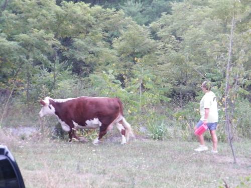 Wanderlust Cow - Pretty little moo cow. Okay, BIG cow. She was so sweet, despite being a runaway. Her mommy (shown in photo) came to get her. Her name is Dusty and she is apparently very obedient, despite being a runaway. She went right home when she was told. Good girl!