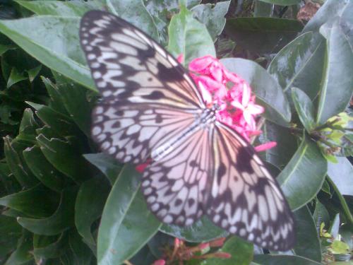 butterfly - Trying the advise of mylotter
