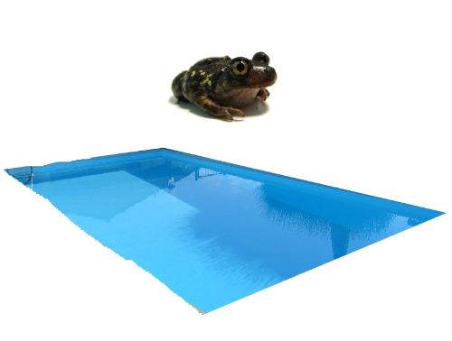 Hopping Pools - Phoenix we have a species called the Spade Foot Toad.