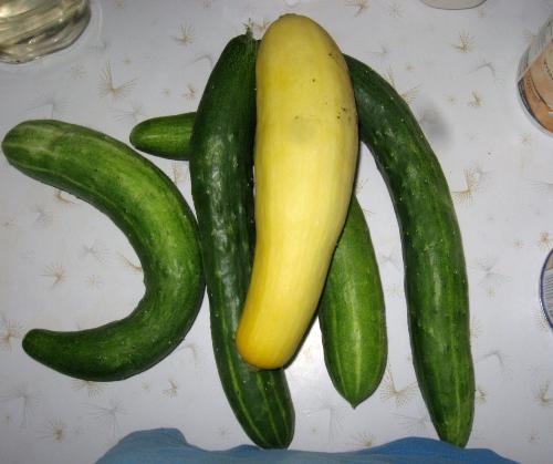 Cuke and zuke - A sampling of some of my garden goodies. Cuke and zuke - A sampling of some of my garden goodies.