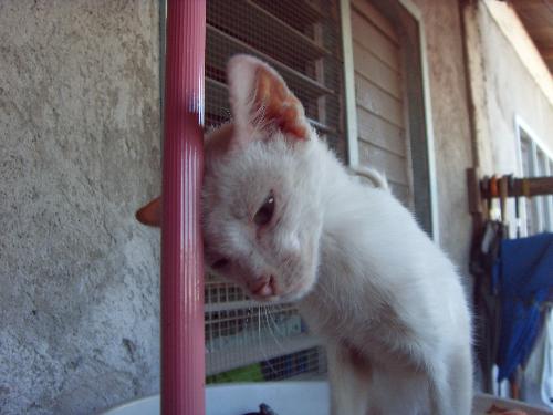 Simba the Cat - He is simba the cat not the lion. He's testing that stick if he has power to bull other cat.
