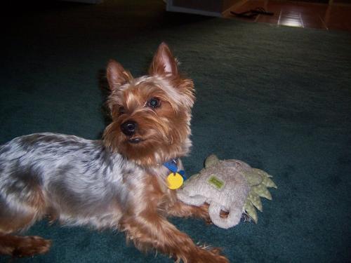 My doggie Chigger - My doggie Chigger as he takes a break from gnawing on his favorite toy.