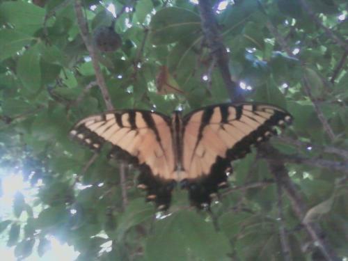 Butterfly  - a picture of a butterfly that I found outside my house.