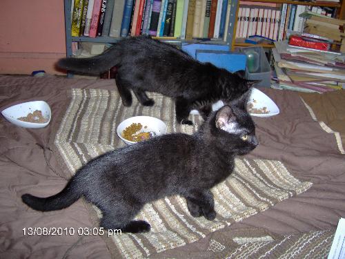 Star and Comet - These are my two new kittens. Star is at the front