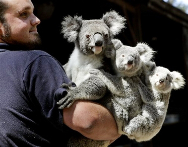 both mother and baby - Joel Barbara, who keeps closing zoos in Sydney Koala Bear 'Kamara' and atwo year old cub. Two bears are named and Wimera Wignet joined 30 zoos, including Koala Bear .