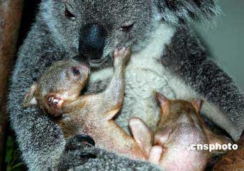 Festival celebrates twin twin bear bag - Festival of the first twins to be held in Guangdong province, China from 22 / 4 to 31 / 5, in commemoration of the birth of twin pairs Koala Bear bags only living world, in a park in this locality.