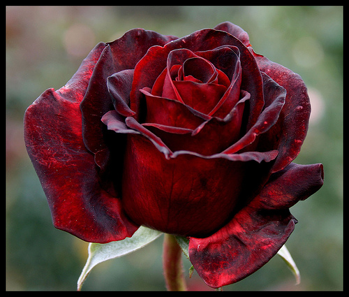 Rose- one beautiful red rose - Rose- one beautiful red rose.