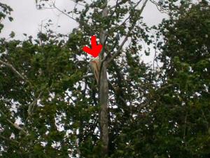 first picture - This was taken in 2008. The red arrow points t the large branch that had broken and hung in the tree for almost 2 years.