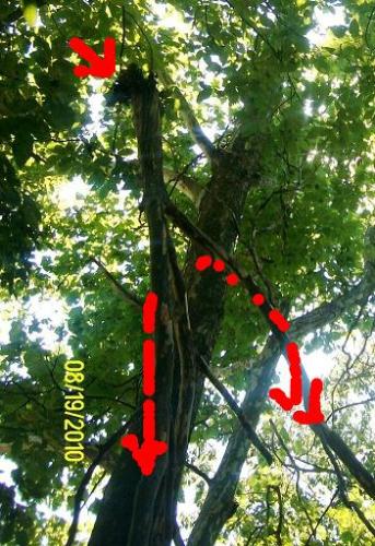 Top of the tree - This picture I took after the branch fell after it was hanging for almost 2 years. The red arrows show how large this is, in fact this is just the top, this doesn't show the bottom of the branch.