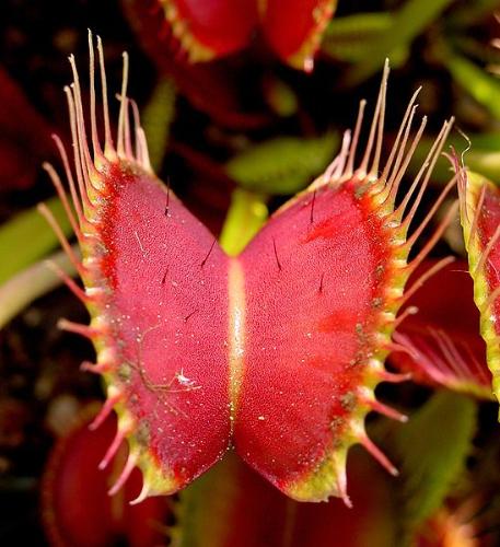 Venus Flytrap Plant - The Venus Flytrap, Dionaea muscipula, is a carnivorous plant that catches and digests animal prey—mostly insects and arachnids.