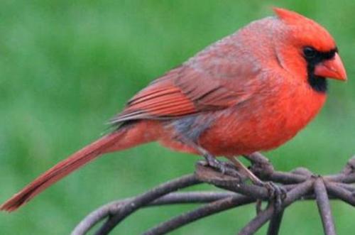 Cardinal - Lovely red bird