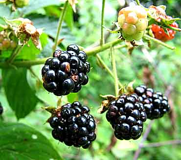 Blackberries - Blackberry wild bush