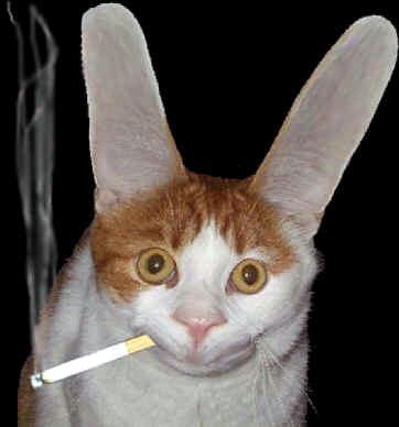 Funny cat - Just a funny cat with funny ears and an cigar bonus in her mouth. Is obvious the photoshop effect right here, but is very funny.