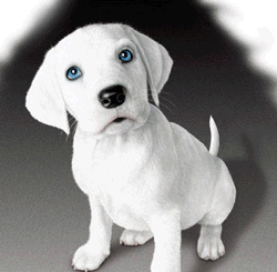i love pets - and these are one of the most beautiful creatures god has made. just wonders god must be crazy how he created all of us, so defined, so distinct,