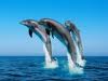 beautiful dolphines  - creation of god.