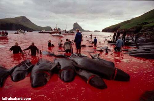 Dolphins being Killed brutally  - ...On the edge of extinction