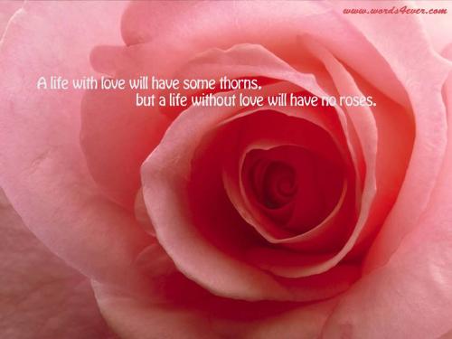 Rose - Flower - Rose
