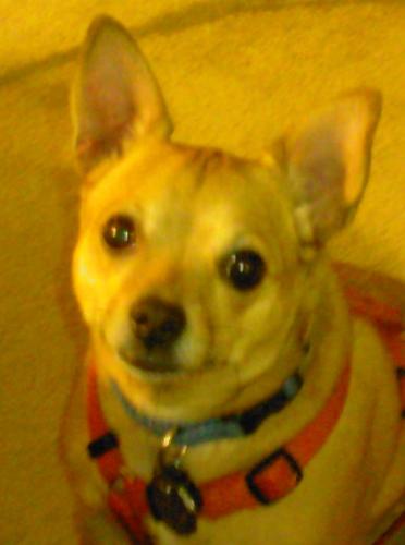 dogs - tiago
