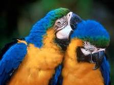 beautiful parrots - parrots