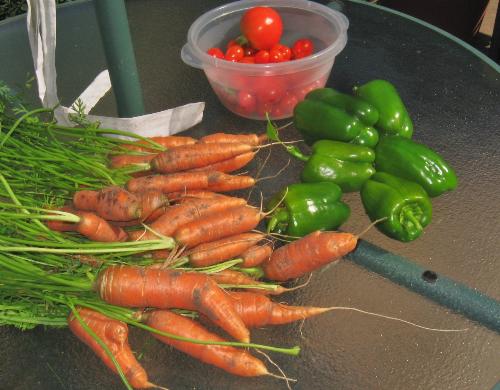 Yummy! - A sample of the pickings today (Aug.27th)