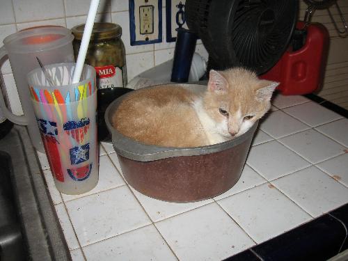 Last pix of Kit - He looks so sad, and he was so thin he fit in that pot - granted its a good size pot, but still...