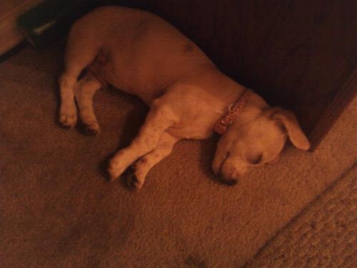 Mojo the Puppy - Here is a sweet picture of Mojo sleeping at my feet under my desk.