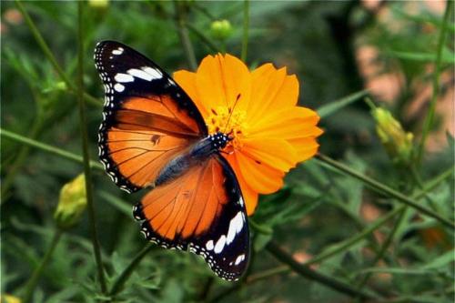 freedom - a butterfly collects nector from a flower in president's home of india.