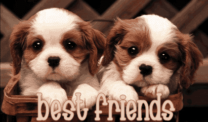 puppy best friends - puppy best friends relationship 
