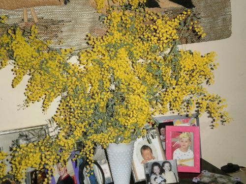 Wattle, picked from the bush. - Wattle is an Australian native plant and flowers around August which is late Winter The beautiful vibrant yellow blossoms are a lovely sign of the new Spring season just around the corner.