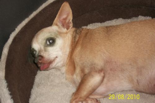 Peanut's tongue - Because most of his teeth were pulled, his tongue sticks out too. lol He's 12 years old but he's my buddy!