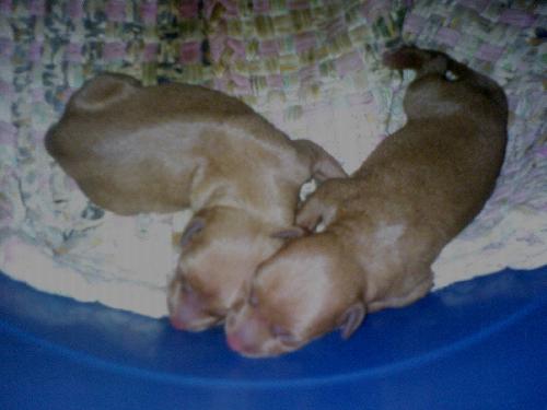 saidee new pups - my new mini pincher puppies