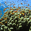 coral reef - fish near coral reef