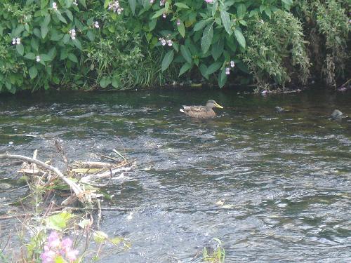 Female Duck on River Pettteril - Aww, duck on the River Petteril, Carlisle. How cute!