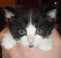 last adopted kitten - she looked like this. but she was a bit dirty because she hang out in the leaves that were dirty. last adopted kitten - she looked like this. but she was a bit dirty because she hang out in the leaves that were dirty.