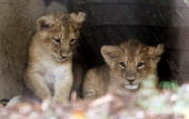 New born Lion cubs at the Zoo - Is endangered species Now?