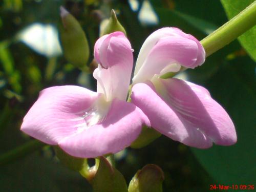 kidney beans flower - this is photo of kidney beans (Phaseolus vulgaris L)flowers that i took some time ago.