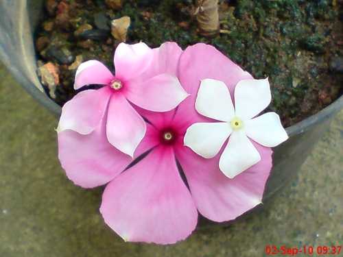 small catharanthus roseus flowers - some of my catharanthus roseus plants have smaller flowers size than the other. initially all plants have the same flowers size, then some of them start to have smaller flowers. Somebody knows why??