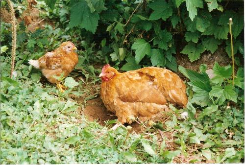Hen and Chicen - Nice pets, living with a family in the country.