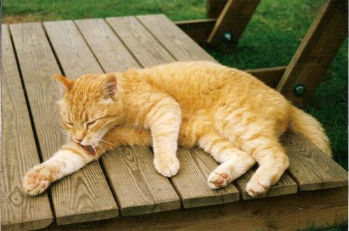 Country Cat - This cat was so nice and friendly. I have always liked cats. Lived on the same farm as the hen and chicken.