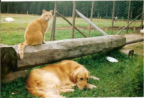 Cat and Dog - Friends..!:) - Living in peace together, this country place was like a small paradise.