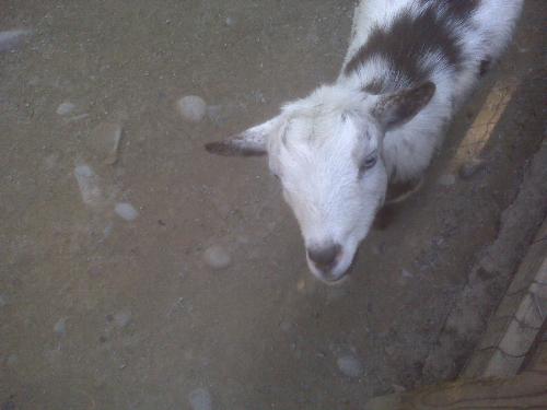 Goat (2) - Another picture of the goat from the zoo. So cute.