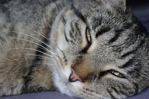 1 of my 4 kittys - tired little kitty