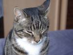 another tired kitty - sox ' aka Mr Doodles '